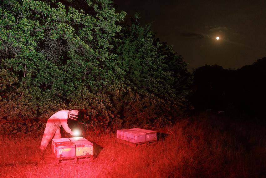 Honey Bees Unlimited co founder and beekeeper Gary Barber scans bee hives after dropping them off onto a property in Aubrey on May 24, 2024.